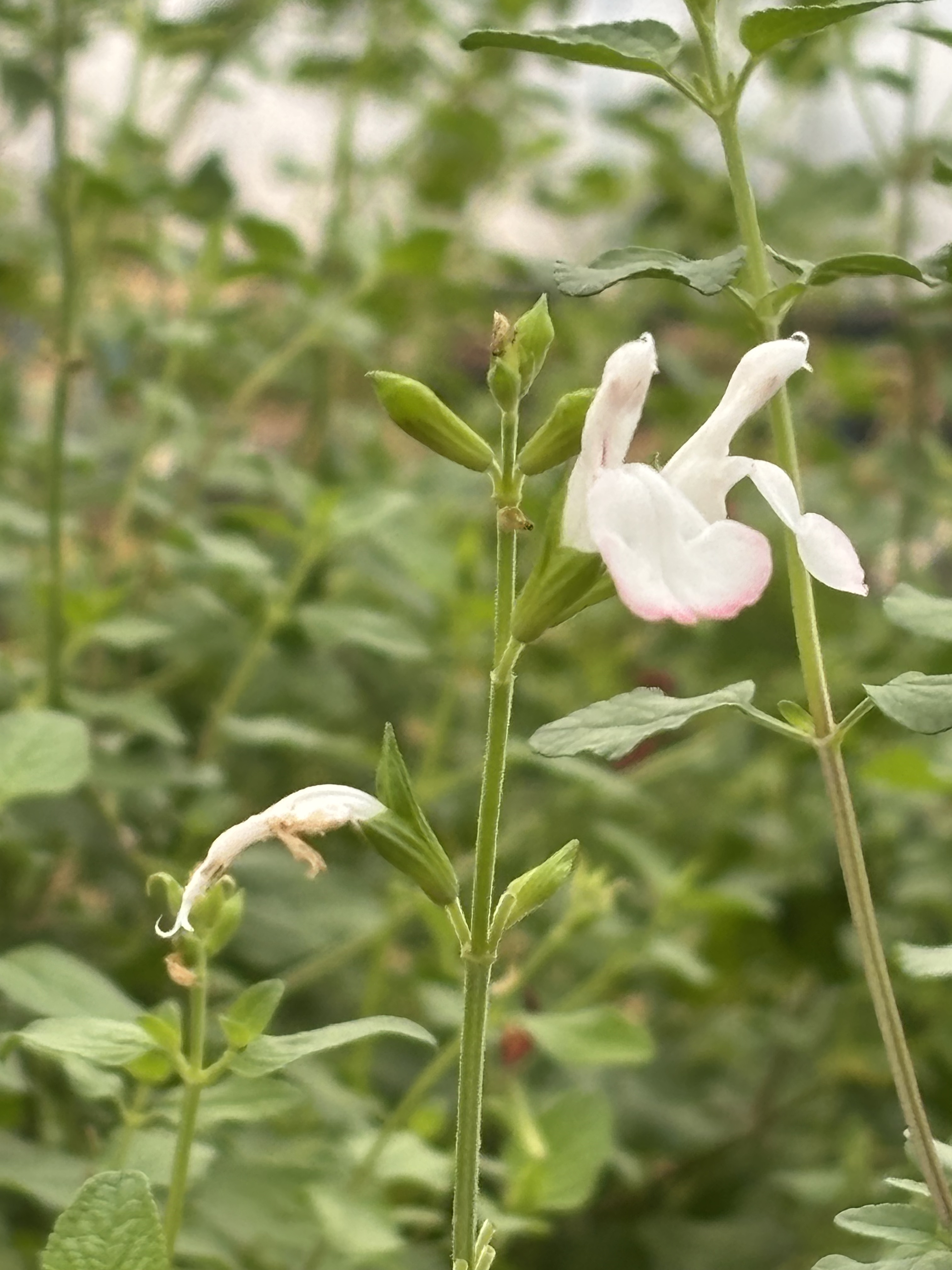 Fleur blanche et rose