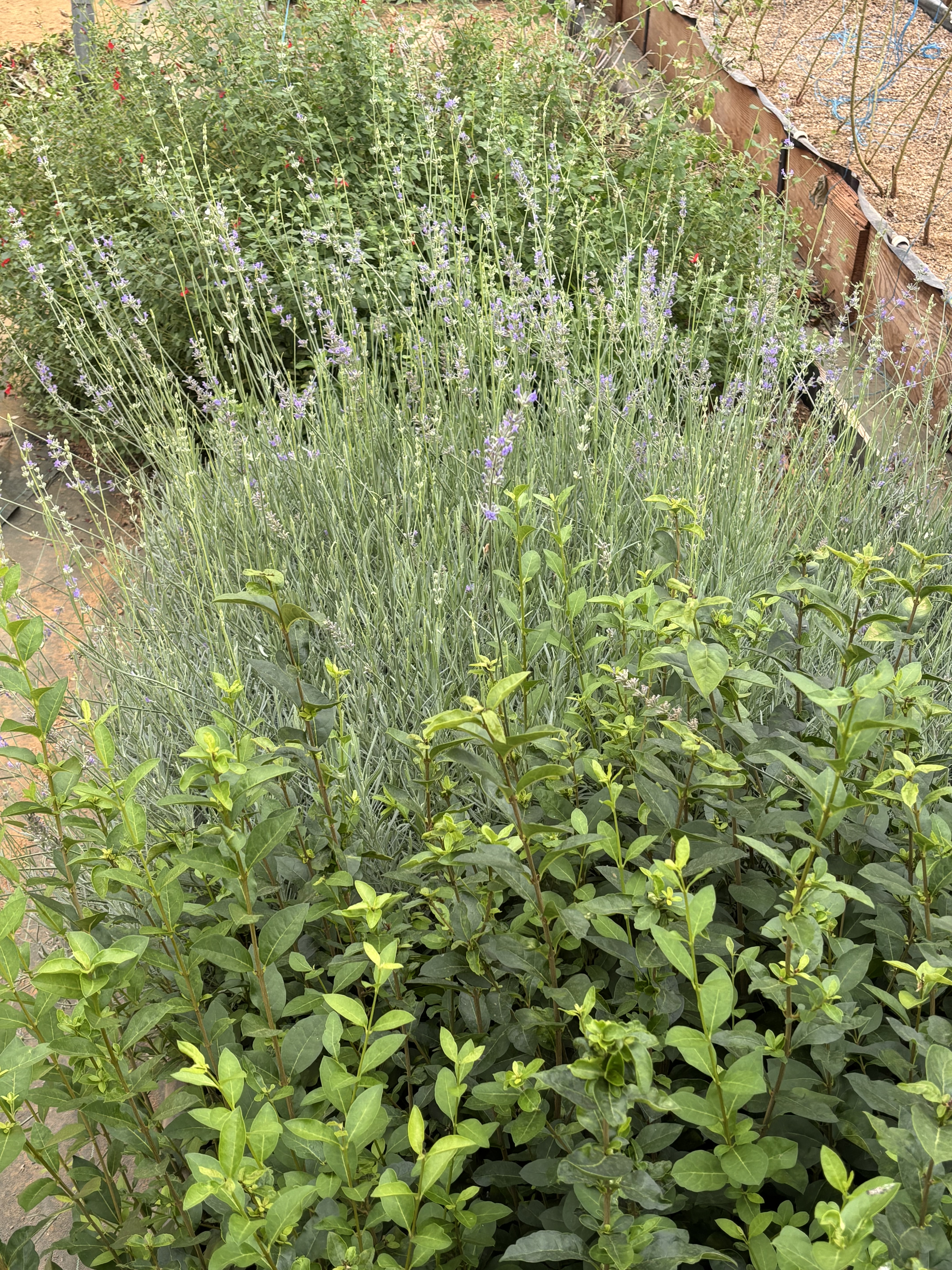 Carré de plantes en serre