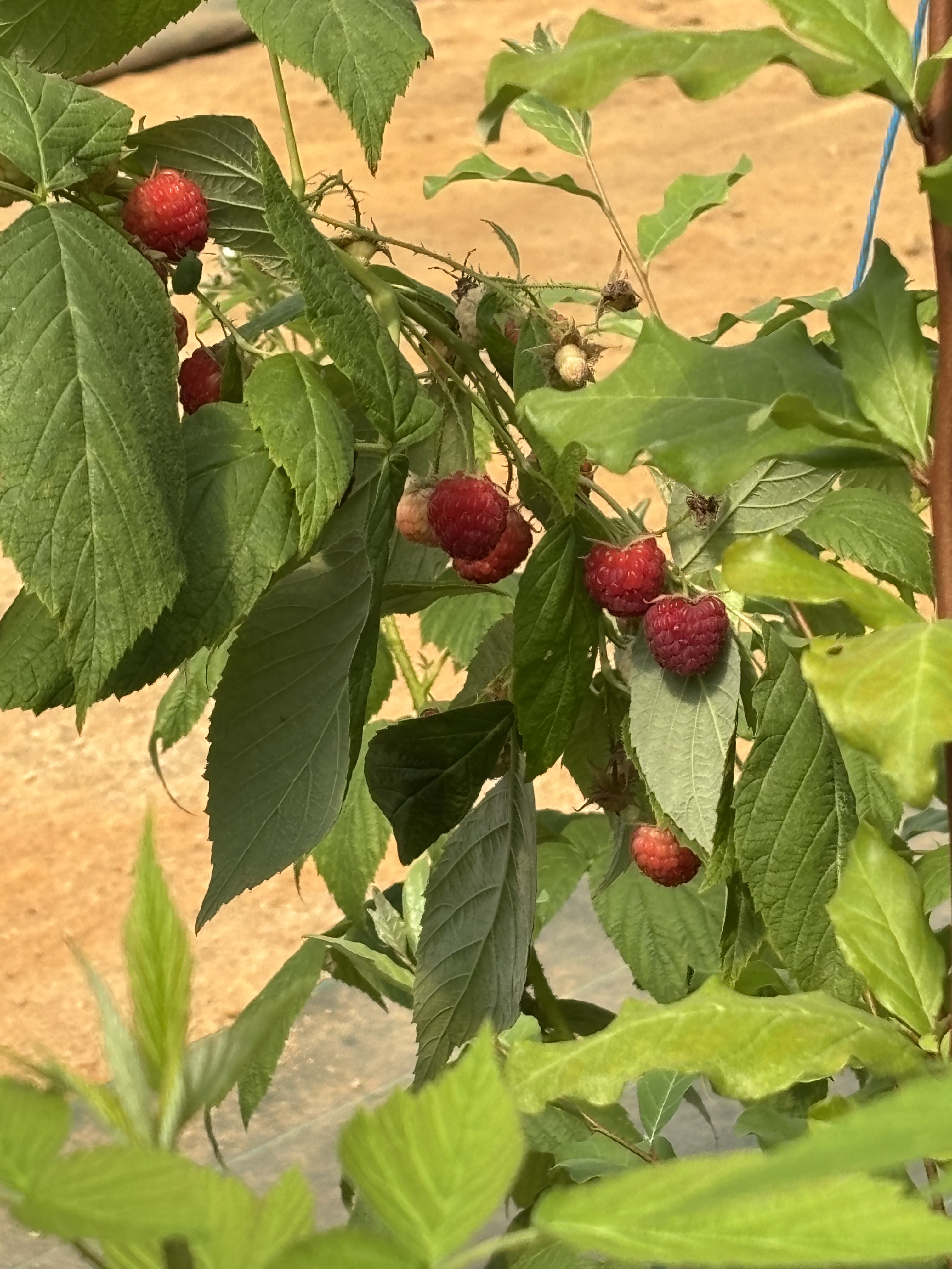 Framboises mûres