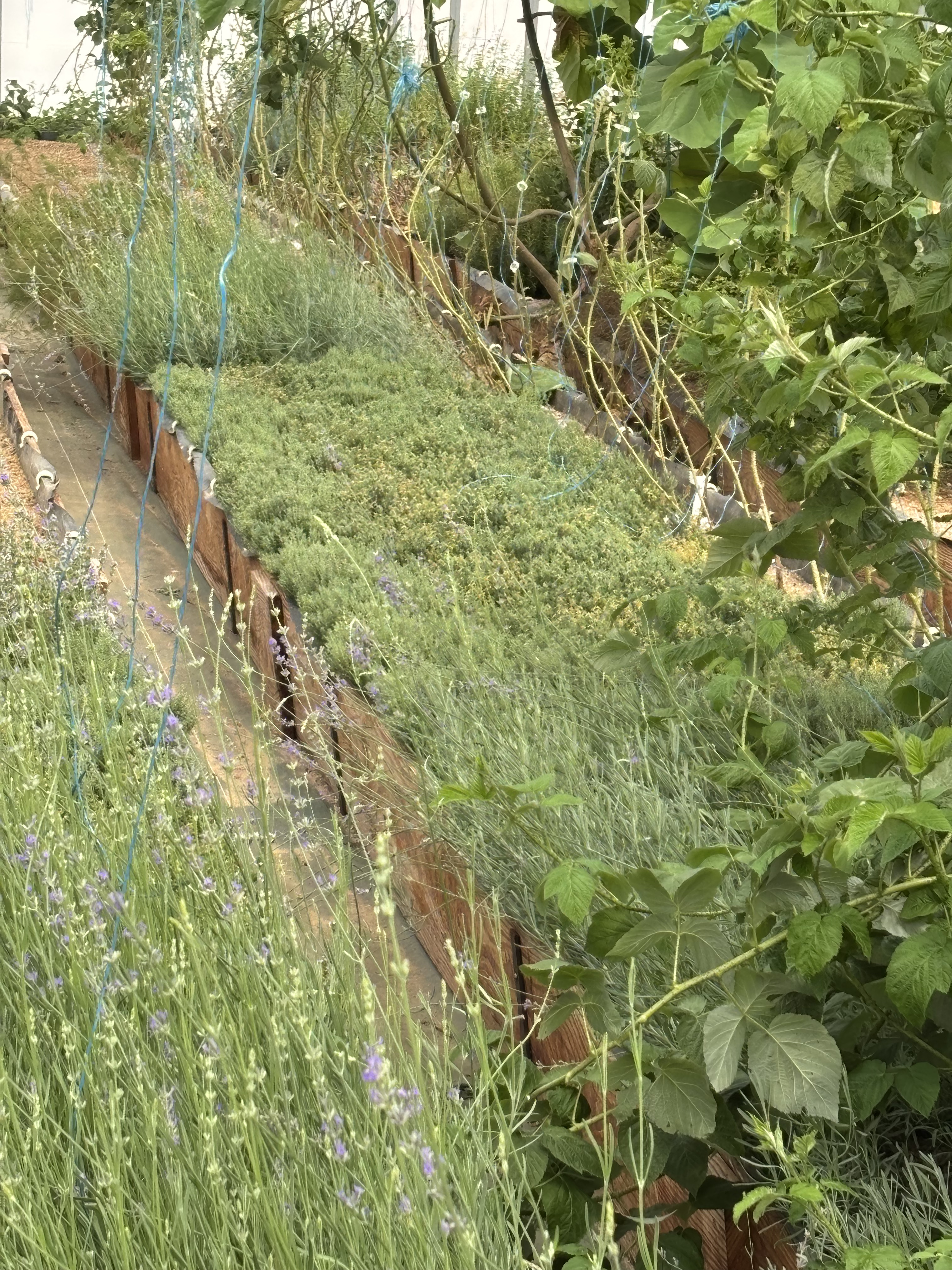 Bacs de culture et feuillage